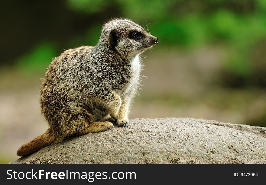 Close up of a cute meerkat (Suricata suricatta)
