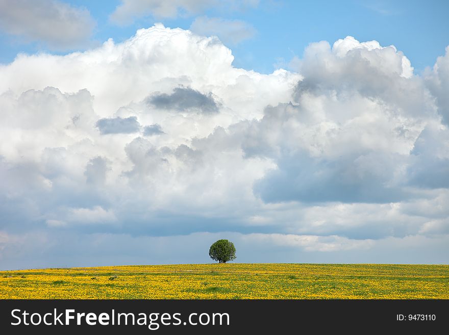 Field from yellow colors with a lonely tree. Field from yellow colors with a lonely tree
