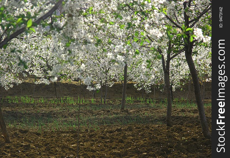 Sun light comming through blossom buds. Sun light comming through blossom buds