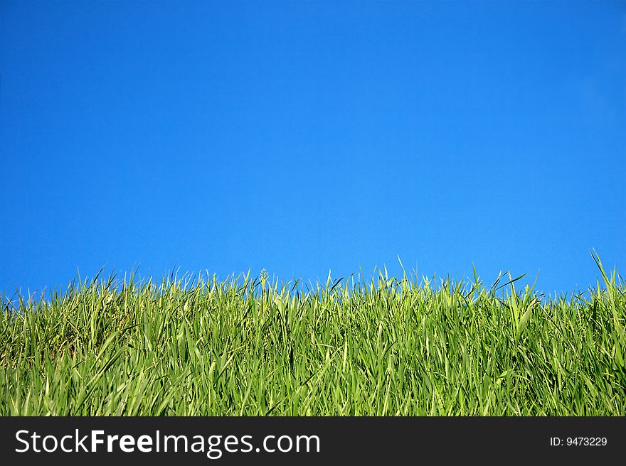 Grass on a background of sky