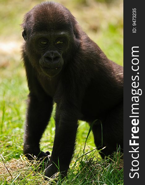 Close-up of a cute baby gorilla