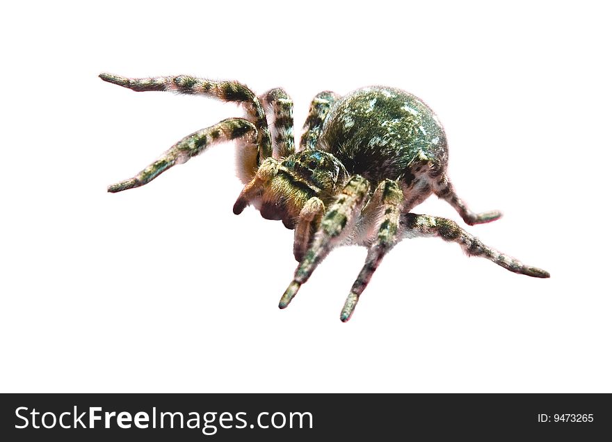 Close up of a spider against white background. Close up of a spider against white background