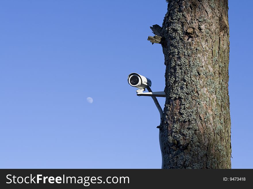 Security camera on a tree