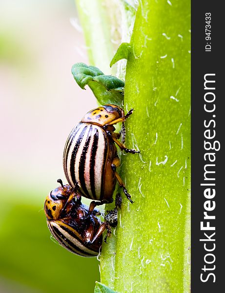 Colorado beetle on potato bush