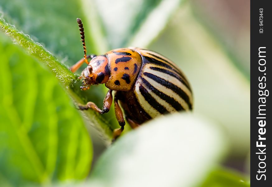 Colorado beetle on potato bush