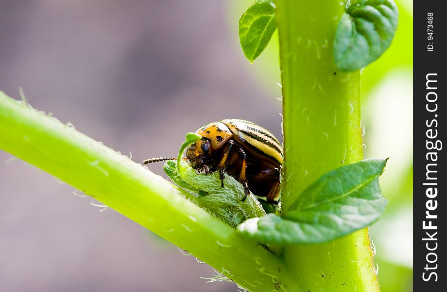 Colorado beetle on potato bush