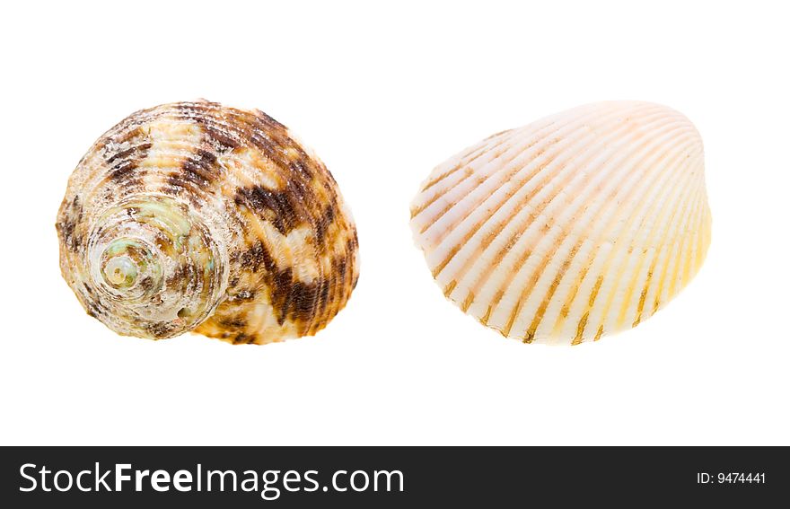 Scallop seashell from ocean isolated on white