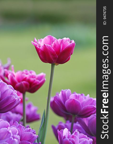 Pink and purple tulips in the garden