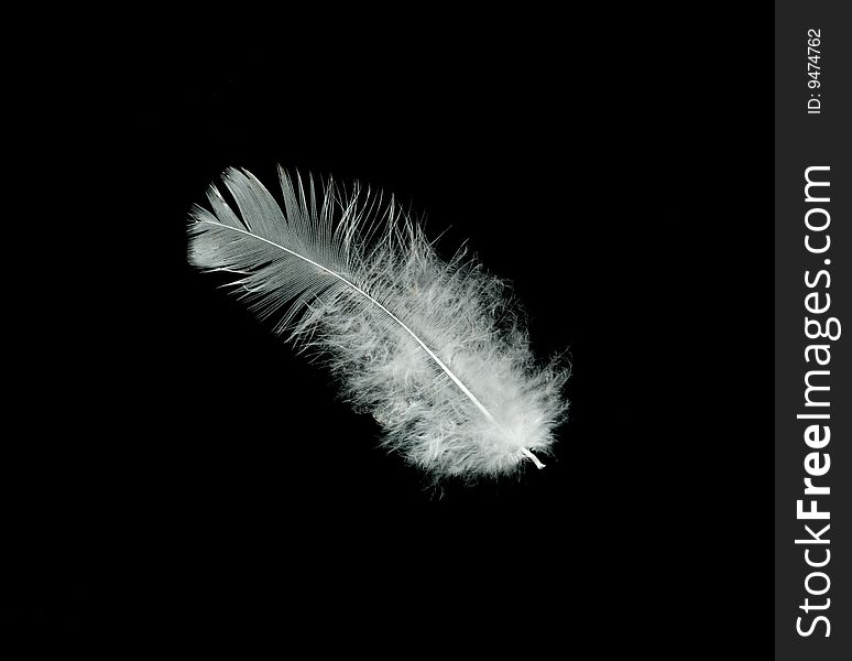 Close up of white feather isolated on black background