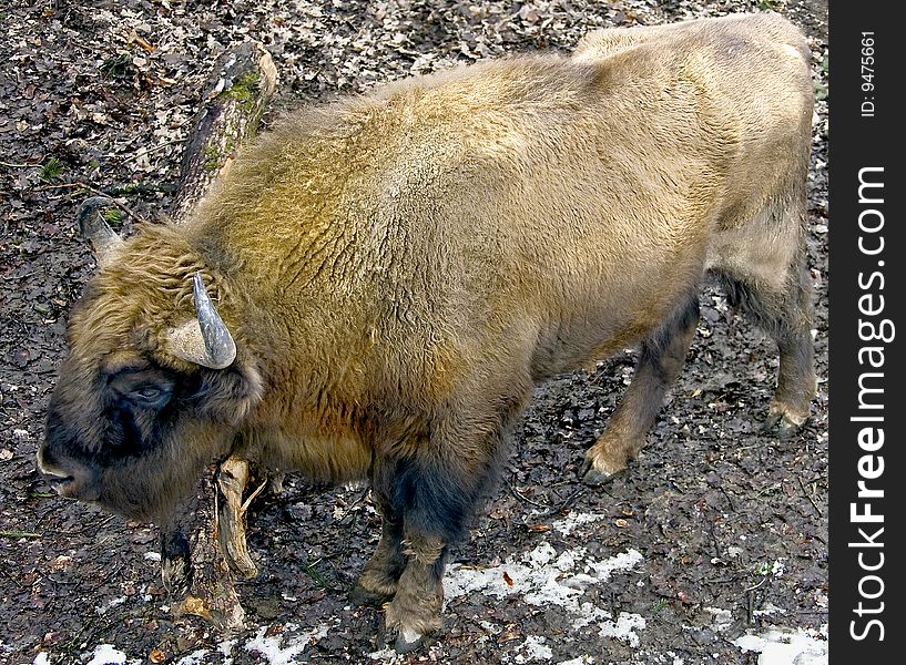 Portrait of young male bison. Portrait of young male bison