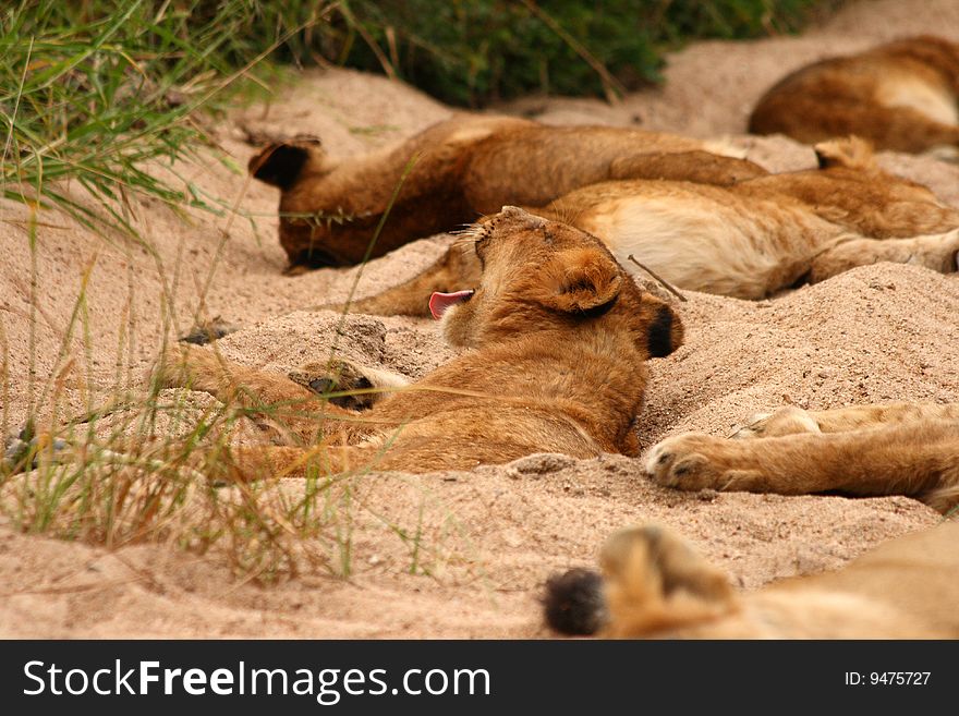 Lions in the Sabi Sand Game Reserve, South Africa