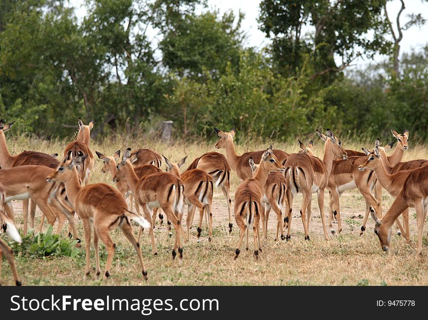 Impala herd in Sabi Sand