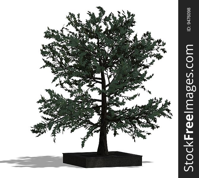 3D Render of a bradleaf tree with shadow and clipping path over white. 3D Render of a bradleaf tree with shadow and clipping path over white