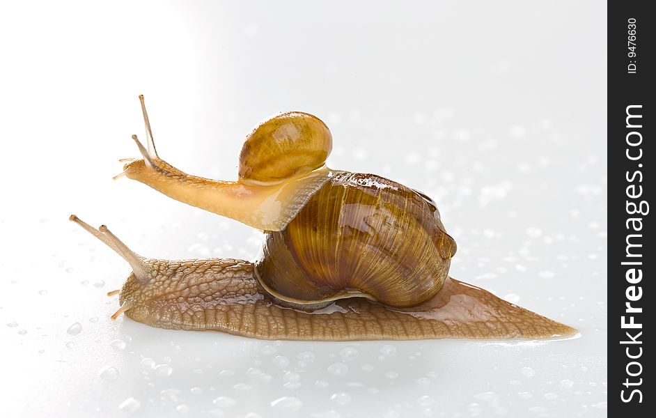 Two snail isolated on white. Clipping path