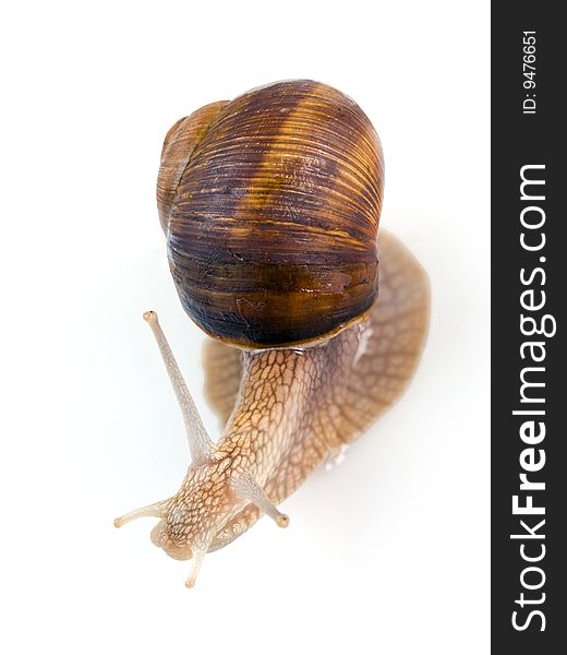 Garden snail isolated on white. Clipping path