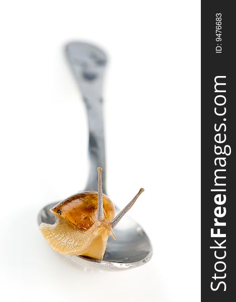 Snail on the spoon isolated. Clipping path