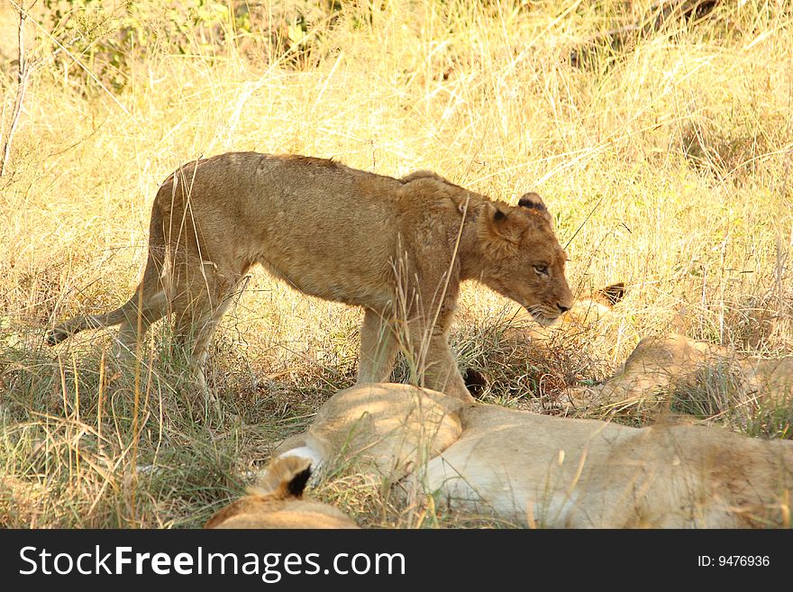 Lions In The Sabi Sand Game Reserve