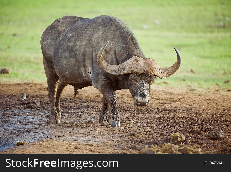 The huge horns of a young bull Buffalo are impressive. The huge horns of a young bull Buffalo are impressive