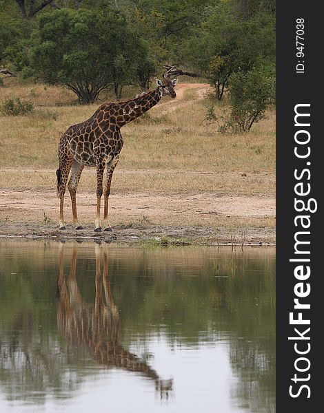 Giraffe in Sabi Sand Reserve, South Africa