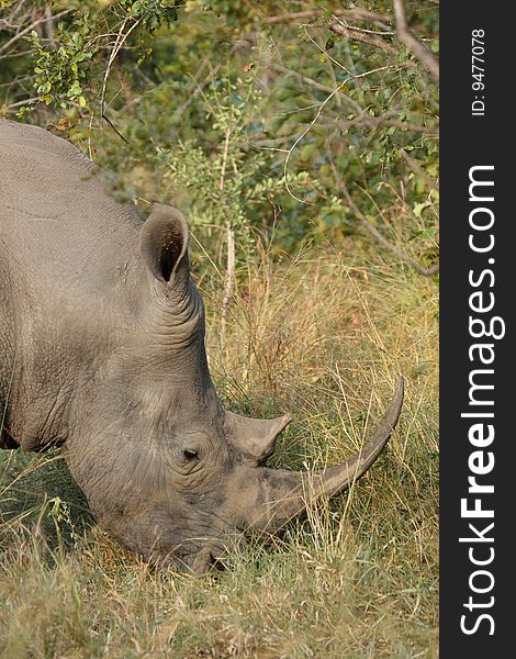 Rhino in Sabi Sand |Reserve, South Africa. Rhino in Sabi Sand |Reserve, South Africa