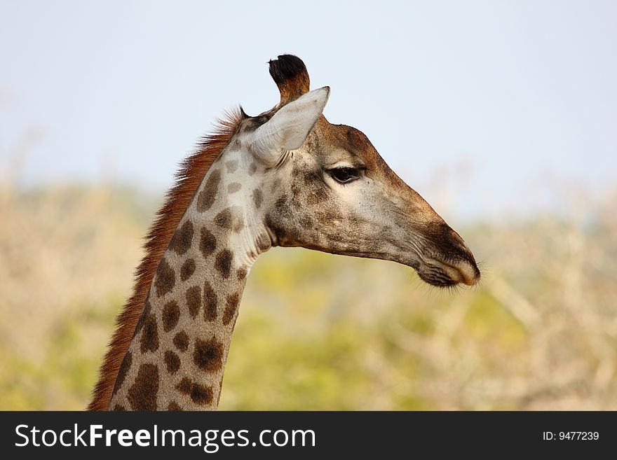 Giraffe in Sabi Sand Reserve, Africa