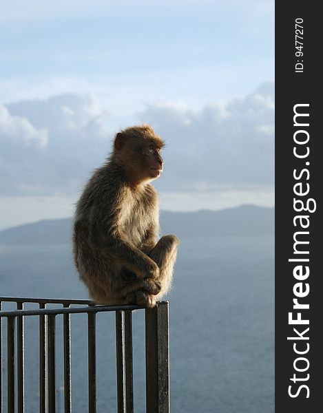 Barbary Macaques on a railing in the 'Apes Den', Gibraltar.