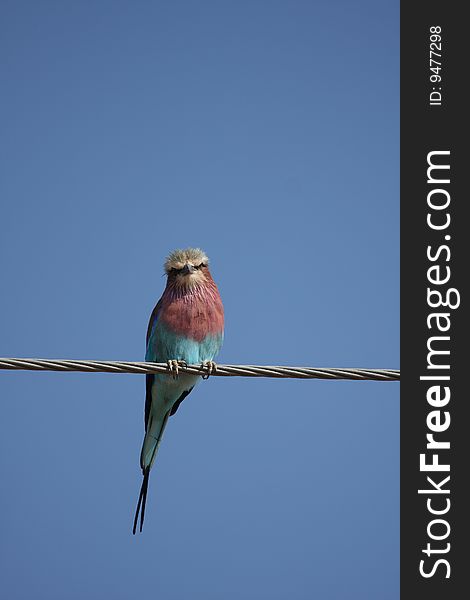 Lilac breatsed roller, South Africa