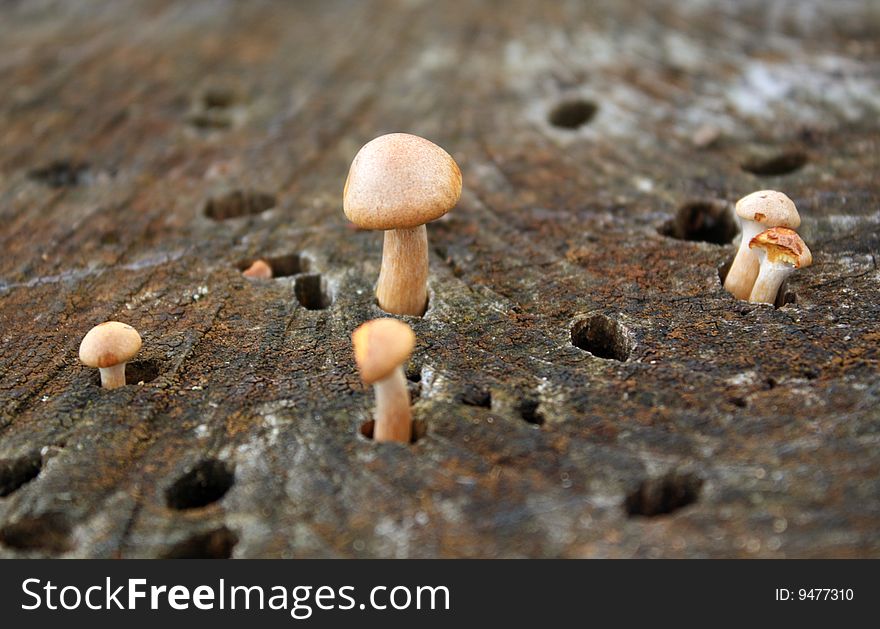 Toadstools growing through holes in a tree stump. Toadstools growing through holes in a tree stump