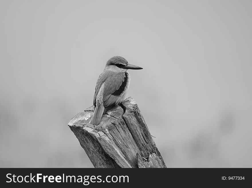 African Kingfisher Perched on tree stump. African Kingfisher Perched on tree stump