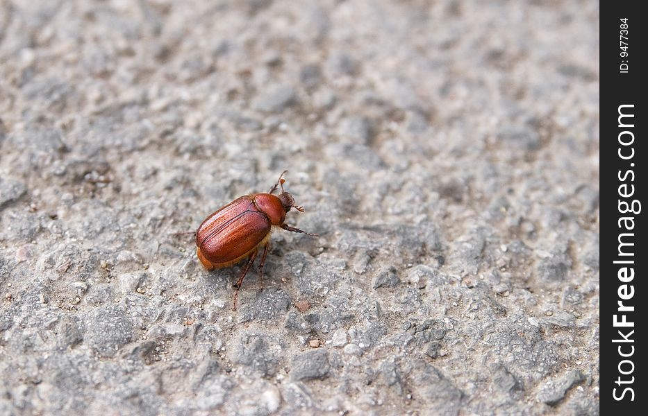 Orange cockroach bug walking on tarmac closeup. Orange cockroach bug walking on tarmac closeup