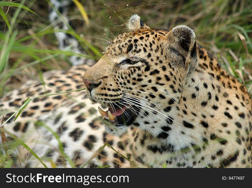 Leopard in Sabi Sand Private Reserve, South Africa