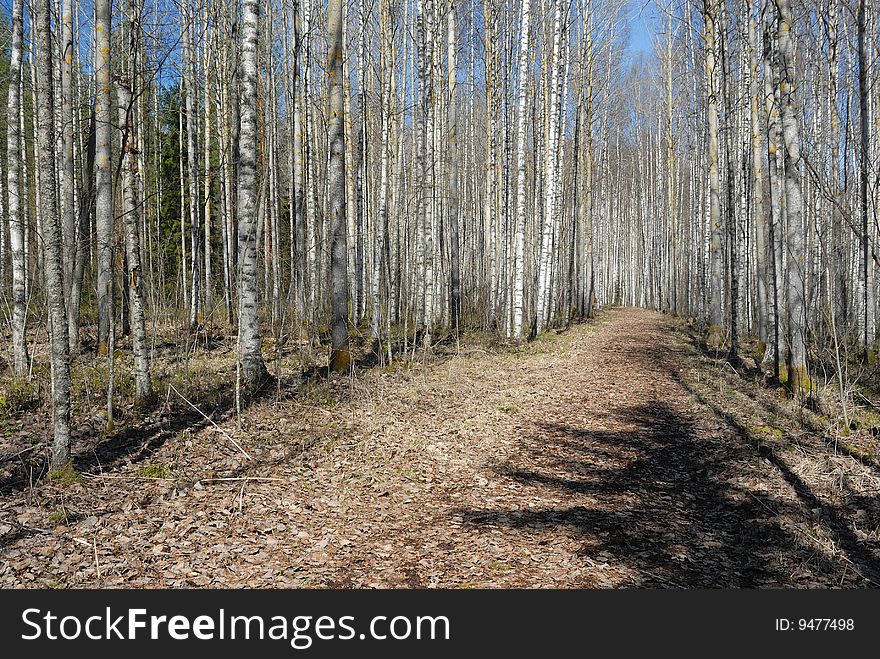Birch Forest In Spring