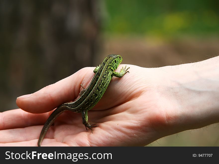 A small green-brown lizard on the human hand. A small green-brown lizard on the human hand.