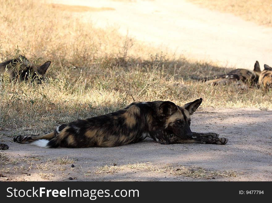 Wild dogs (painted) in Sabi Sand, South Africa. Wild dogs (painted) in Sabi Sand, South Africa