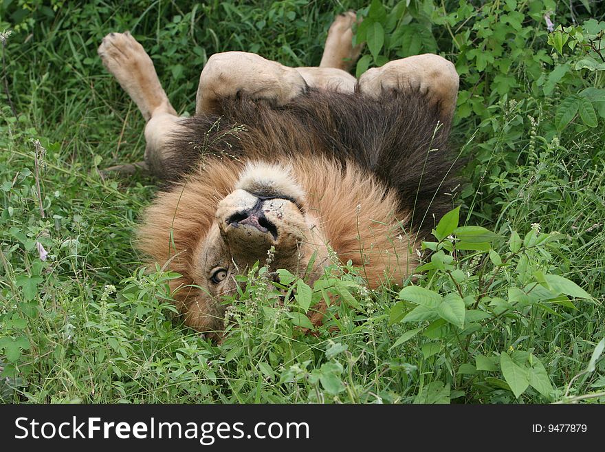 Lion laying down, - South Africa. Lion laying down, - South Africa