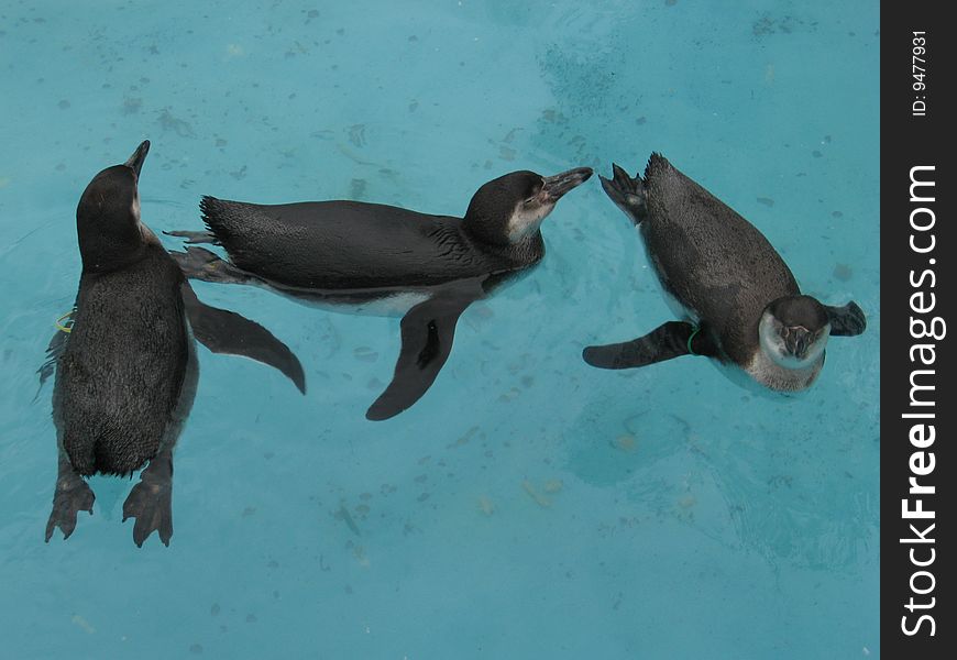 Penguins swimming like aquabells in the zoo. Penguins swimming like aquabells in the zoo