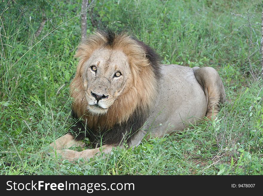 Lion South African Safari