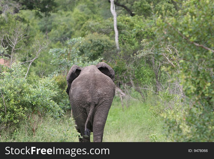 Elephant walking down path, - South Africa. Elephant walking down path, - South Africa