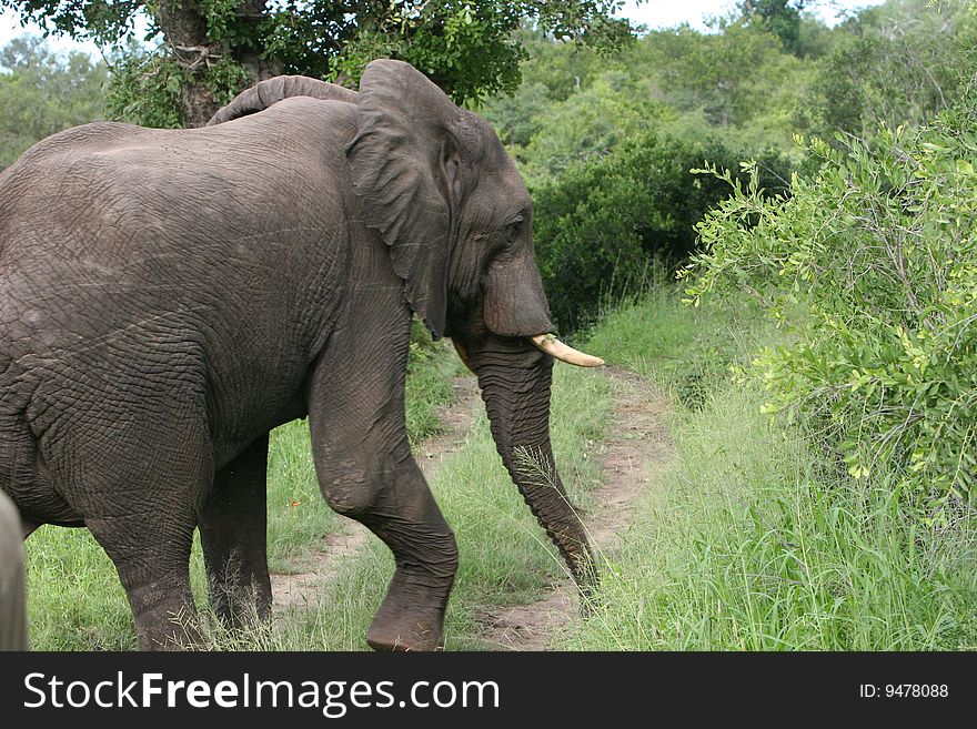 Elephant walking down path, - South Africa. Elephant walking down path, - South Africa