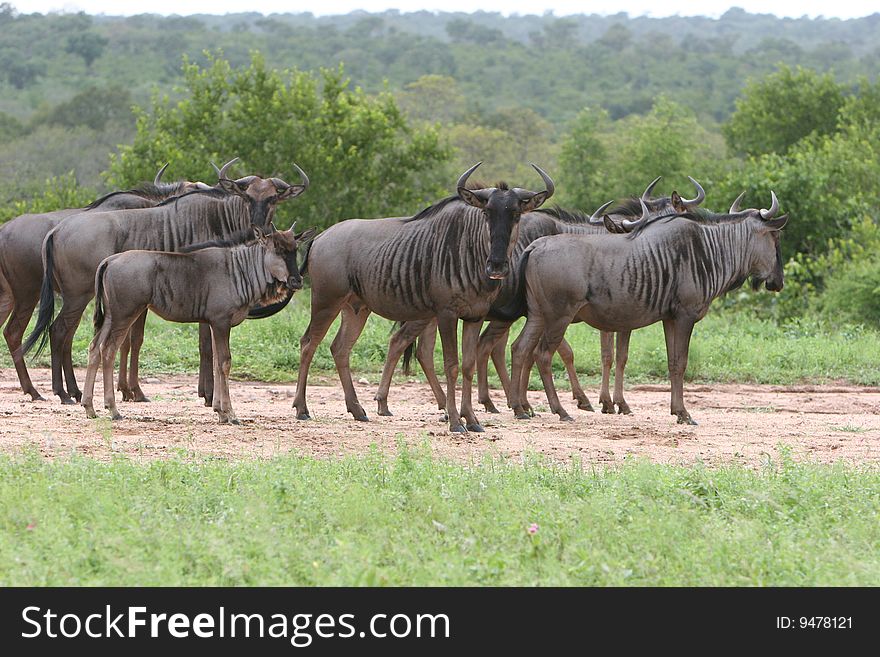 Standing group of Wilderbeast, - South Africa. Standing group of Wilderbeast, - South Africa