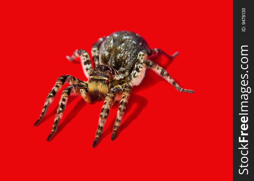 Close up of a spider against red background. Close up of a spider against red background