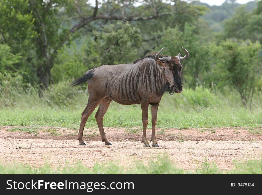 Standing single Wilderbeast, - South Africa. Standing single Wilderbeast, - South Africa