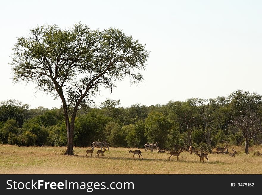 Antelope On Safari