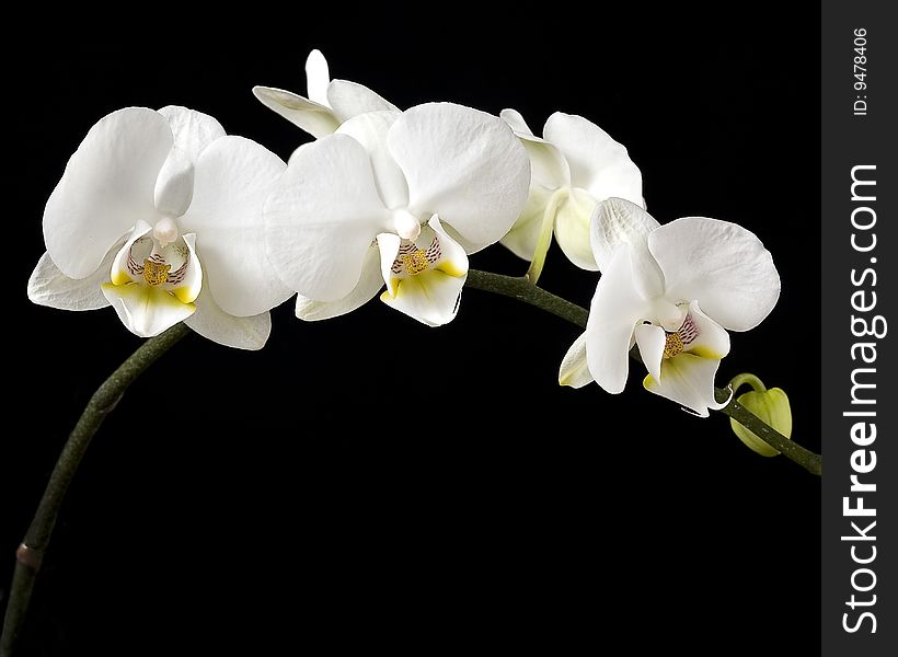 Well lit arch or orchids shot in studio. Well lit arch or orchids shot in studio