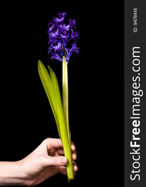 Woman handing a purple flower as a present. Woman handing a purple flower as a present