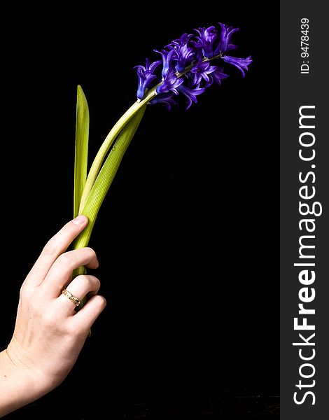 Another composition of a beautiful purple flower in a woman's hand, isolated on black. Another composition of a beautiful purple flower in a woman's hand, isolated on black.