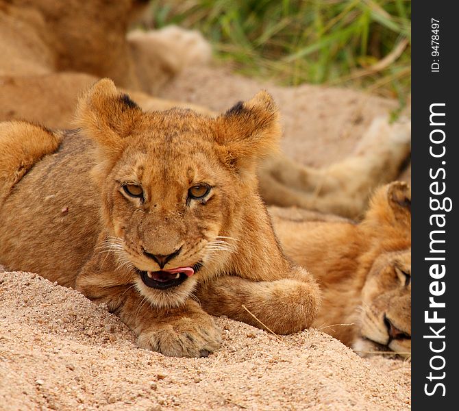 Lions in the Sabi Sand Game Reserve, South Africa