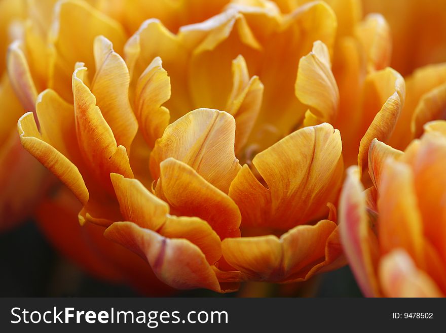 Orange tulip in the garden