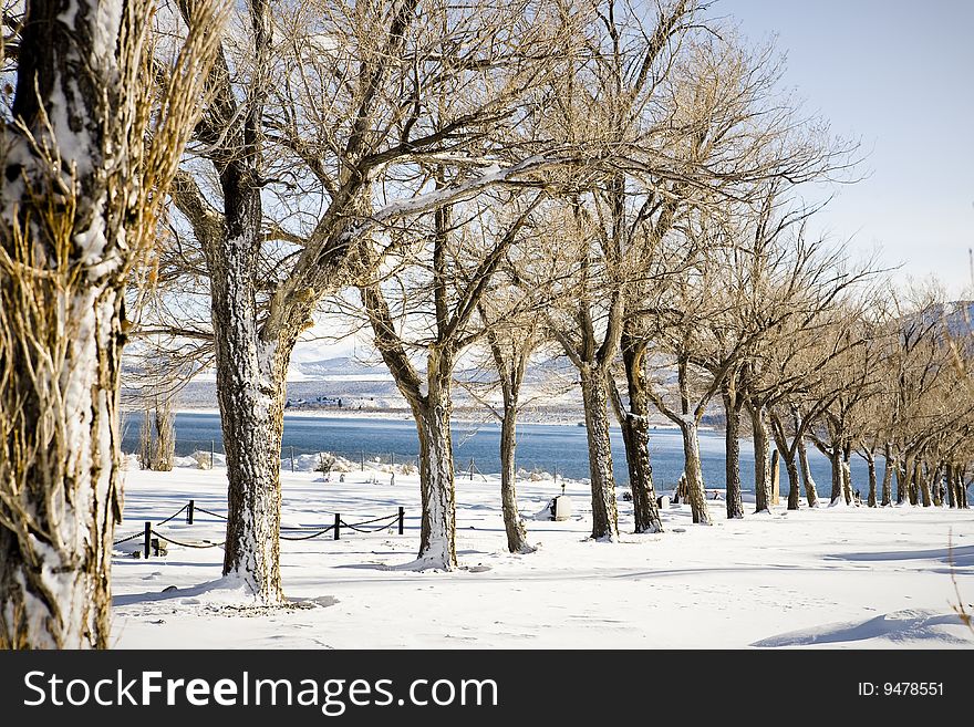 Wintertime trees, selective focus with blue lake in the background.