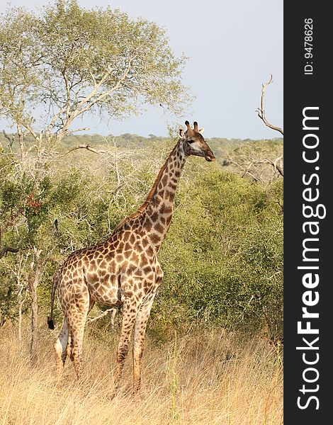 Giraffe in Sabi Sand Reserve, South Africa